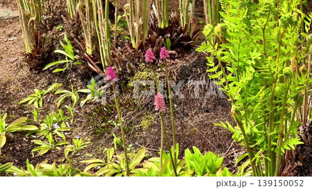 Explore a vibrant garden filled with diverse ferns and flowers Explore a vibrant garden filled with diverse ferns and flowers 139150052