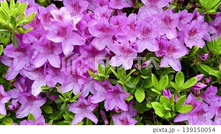 A vibrant bush with blooming purple flowers among green leaves 139150054