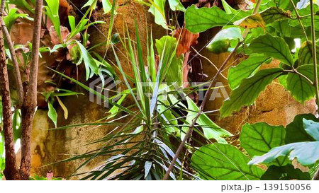 Explore a vibrant jungle with diverse flora and captivating plants 139150056