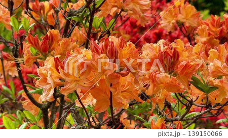 A garden bush with vibrant orange and red flowers shines beautifully A garden bush with vibrant orange and red flowers shines beautifully 139150066