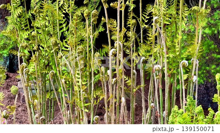 The video shows lush ferns and plants thriving in a serene garden The video shows lush ferns and plants thriving in a serene garden 139150071