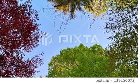 This video showcases a lush forest, tranquil atmosphere, and vibrant colors This video showcases a lush forest, tranquil atmosphere, and vibrant colors 139150072