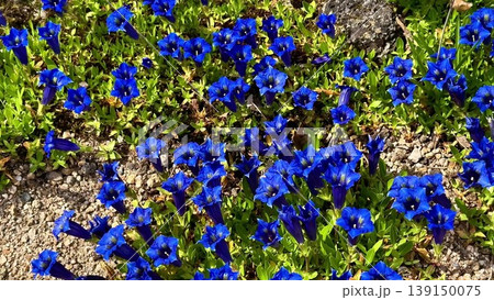 A serene video showcases vibrant blue flowers in lush greenery 139150075