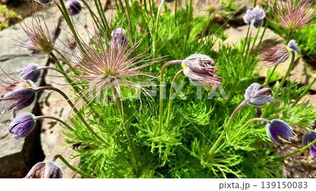 Closeup of a vibrant plant with purple flowers and green leaves 139150083