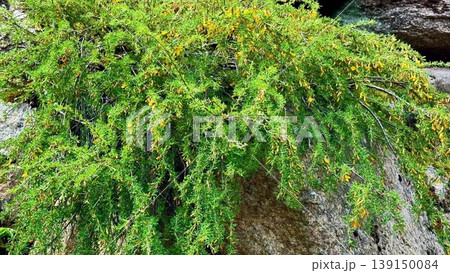 Natures beauty shines with vibrant yellow flowers on a rocky wall 139150084
