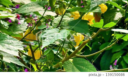 A visual journey through a vibrant garden showcasing lush plants A visual journey through a vibrant garden showcasing lush plants 139150086