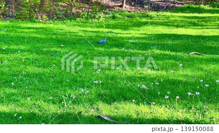 A serene field with a blue ball, birds, and lush greenery unfolds 139150088