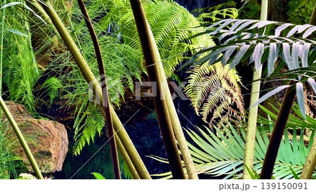 Explore the serene beauty of a tropical rainforest and its sounds Explore the serene beauty of a tropical rainforest and its sounds 139150091