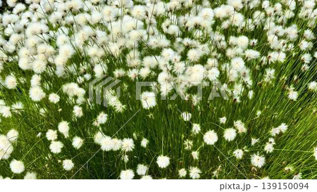 A serene field with swaying grasses and vibrant white flowers A serene field with swaying grasses and vibrant white flowers 139150094