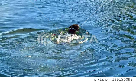 A man swims peacefully at a lake, his dog splashing nearby A man swims peacefully at a lake, his dog splashing nearby 139150095