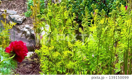 A vibrant garden with a red flower among lush ferns and plants 139150099