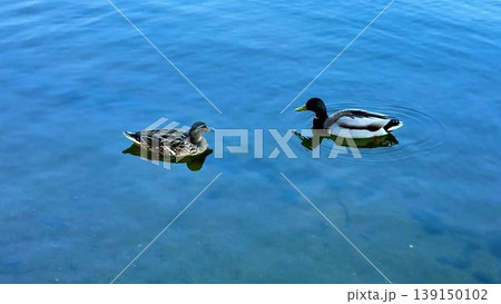 Two ducks swim elegantly on a serene lake, reflecting natures calm Two ducks swim elegantly on a serene lake, reflecting natures calm 139150102