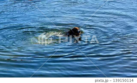 A dog is currently swimming in a large body of water nearby A dog is currently swimming in a large body of water nearby 139150114