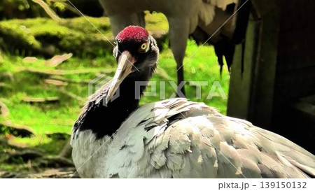 Captivating and Detailed Closeup of a Beautiful Crane in a Lush Green Environment Captivating and Detailed Closeup of a Beautiful Crane in a Lush Green Environment 139150132