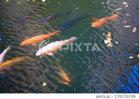 水の中の泳ぐ魚	 139150199
