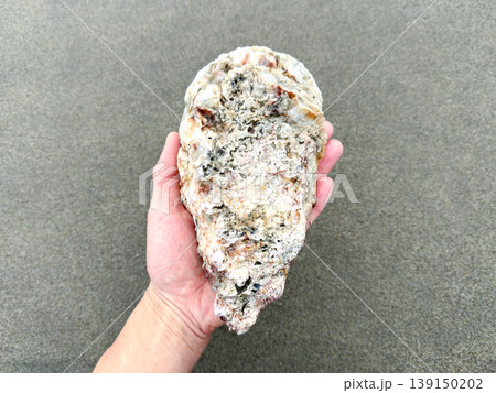 とれたて大きな岩牡蠣 イワガキ (砂浜背景) とれたて大きな岩牡蠣 イワガキ (砂浜背景) 139150202