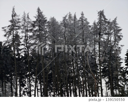 Skyward tree silhouettes. Minimalist woodland design showcases silhouetted trees against winter sky Skyward tree silhouettes. Minimalist woodland design showcases silhouetted trees against winter sky 139150550