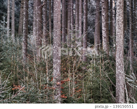 Intricate depiction of wooded environment. Vivid illustration emphasizing complexity within forest scenery 139150551