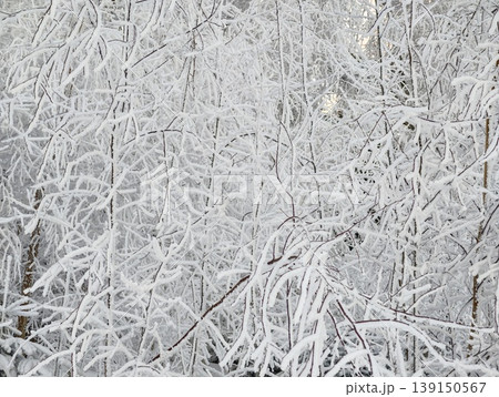 Snowy branch maze. Dense snowladen branches creating detailed natural geometric designs for backgrounds Snowy branch maze. Dense snowladen branches creating detailed natural geometric designs for backgrounds 139150567