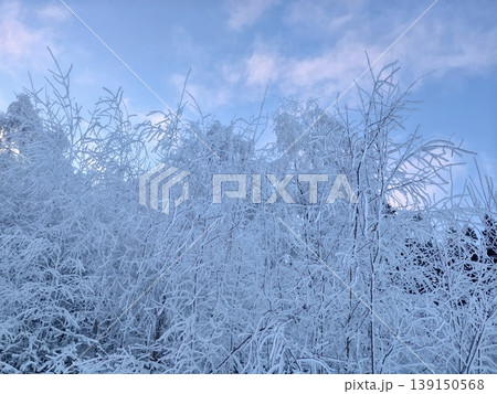 Peaceful winter landscape featuring frostcovered trees beneath clear blue sky and soft morning light Peaceful winter landscape featuring frostcovered trees beneath clear blue sky and soft morning light 139150568