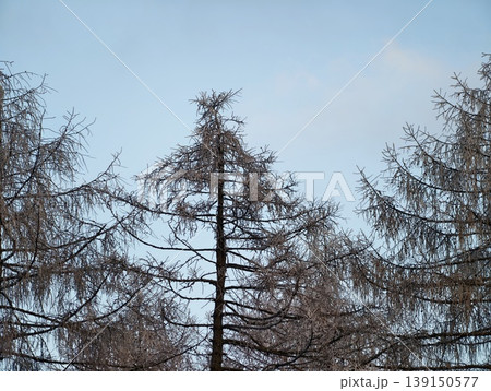 Calm winter landscape showcasing frostcovered branches and subtle natural textures for aesthetic appreciation Calm winter landscape showcasing frostcovered branches and subtle natural textures for aesthetic appreciation 139150577
