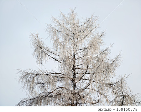 Lone frosted tree under sky. Solitary frostbitten tree with intricate branches under calm winter sky Lone frosted tree under sky. Solitary frostbitten tree with intricate branches under calm winter sky 139150578