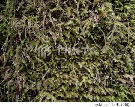 Highresolution image capturing moss filaments and spore formations in dense woodland setting 139150606