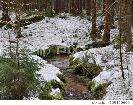 Undisturbed forest ravine featuring bubbling brook surrounded by rich evergreen growth and mosscovered rocks Undisturbed forest ravine featuring bubbling brook surrounded by rich evergreen growth and mosscovered rocks 139150609