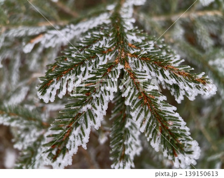 Intimate macro perspective showcasing delicate hoarfrost crystals on green pine needles gently illuminated Intimate macro perspective showcasing delicate hoarfrost crystals on green pine needles gently illuminated 139150613