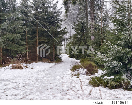 Serene snowcovered trail winding through towering pine forest inviting exploration and discovery Serene snowcovered trail winding through towering pine forest inviting exploration and discovery 139150616