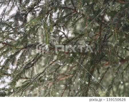 Chilly winter landscape features snowladen pine branches with delicate ice droplets and soft lighting 139150626