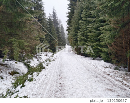 Soothing snowy pathway bordered by green fir trees offering relaxation and contemplative walks 139150627