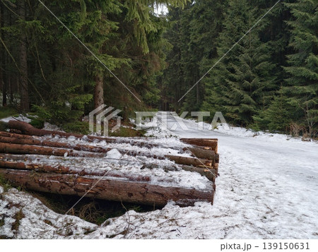Frozen footpath through silent woods. Worn trail beside stacked firewood surrounded by foggy forest 139150631