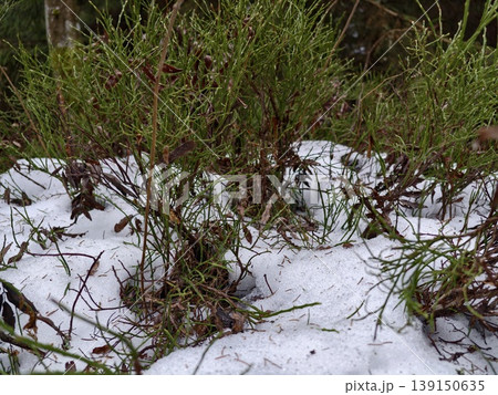 Melting snow unveils lush greenery. Early season thaw exposes vibrant moss and young seedlings surface 139150635