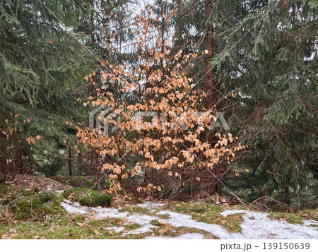 Vivid foliage contrasts with evergreen surroundings. Seasonal changes captured in forest with vibrant leaves Vivid foliage contrasts with evergreen surroundings. Seasonal changes captured in forest with vibrant leaves 139150639