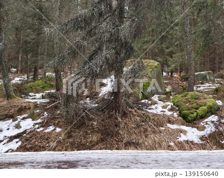 Roadside forest with moss and trees. Peaceful view of evergreen tree beside mosscovered rocks and pine debris 139150640