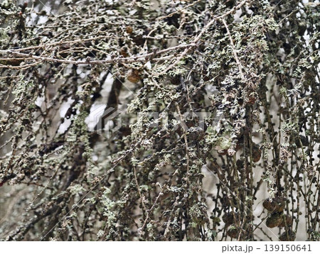 Magnified view of sticks covered with crustal and leafy lichens showcasing weathered woodland ambiance Magnified view of sticks covered with crustal and leafy lichens showcasing weathered woodland ambiance 139150641