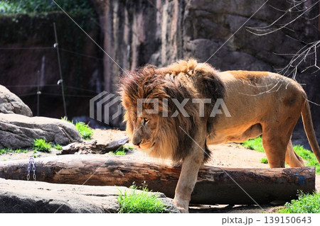 都会のビル群を背景に岩場に佇むライオン 天王寺動物園 都会のビル群を背景に岩場に佇むライオン 天王寺動物園 139150643