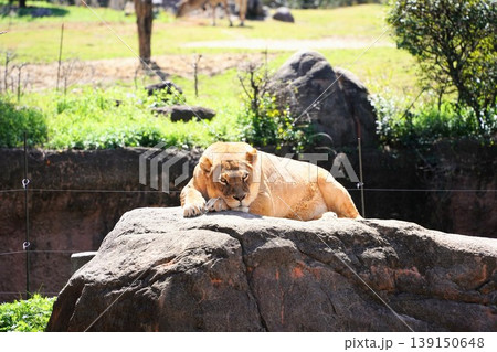 都会のビル群を背景に岩場に佇むライオン 天王寺動物園 都会のビル群を背景に岩場に佇むライオン 天王寺動物園 139150648