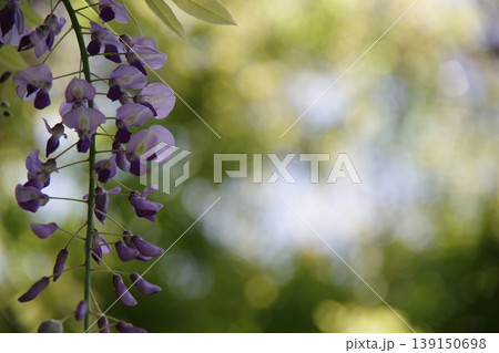 藤の花 139150698