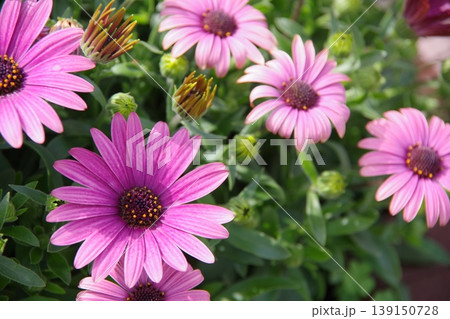 紫色の花 紫色の花 139150728