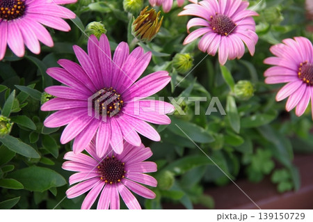 可愛いピンクの花 可愛いピンクの花 139150729