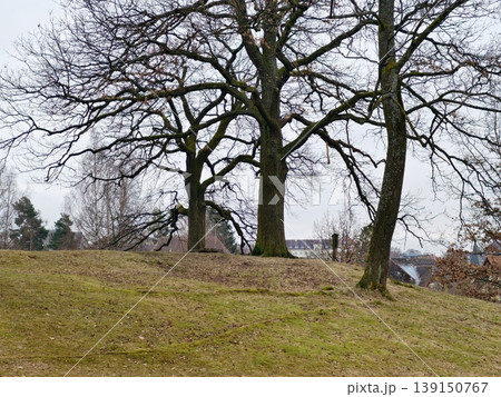 Quiet pastoral scene featuring oaks and moss. Calm natural landscape showing oak trees on grassy hill 139150767