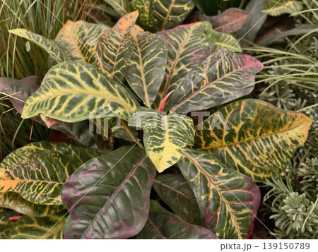 Richly hued croton leaves with intricate veining and marbled patterns amid warm interior ambiance Richly hued croton leaves with intricate veining and marbled patterns amid warm interior ambiance 139150789