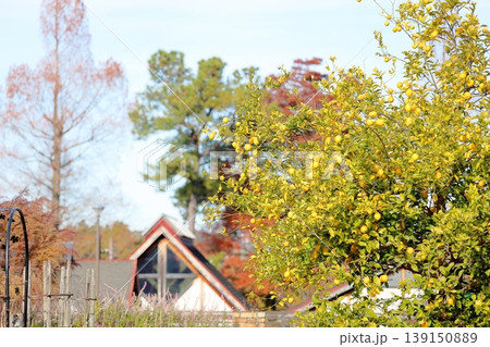 爽やか　豊作　レモンの実 139150889