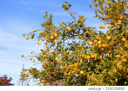 爽やか　豊作　レモンの実 139150893