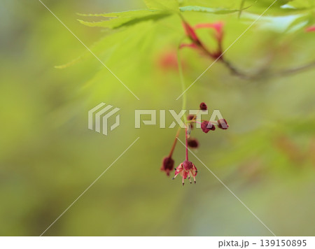 4月に咲いた小さくて赤いイロハモミジの花 4月に咲いた小さくて赤いイロハモミジの花 139150895