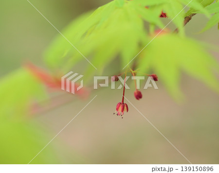 4月に咲いた小さくて赤いイロハモミジの花 139150896