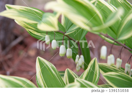 アマドコロの花 139151038