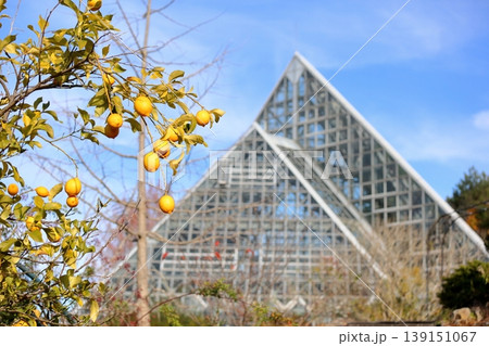 爽やか　レモンの実　背景　温室 139151067